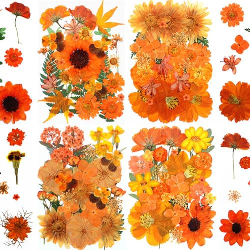 Flores prensadas naranjas secas Surakey 30 piezas miniatura 3