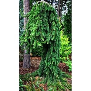50 pc/sacchetto di arrampicata abete rosso blu Semi di Picea albero in vaso bonsai Cortile Giardino Bonsai pianta pino per la casa giardino 6: Only Seeds