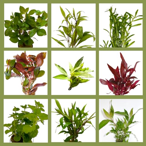 WASSERPFLANZEN WOLFF - 16 Bunde mit schönen kräftigen Aquariumpflanzen - großes buntes Pflanzen Sortiment für ein 200 Liter Aquarium, Wasserpflanzen-Set für alle Bereiche, vorne, Mitte und hinten