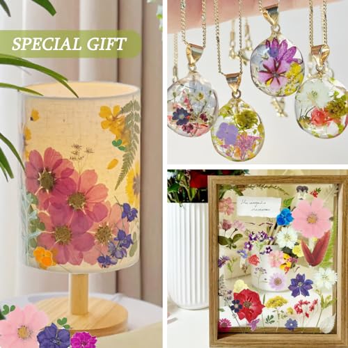Set de 82 flores secas prensadas naturales miniatura 5