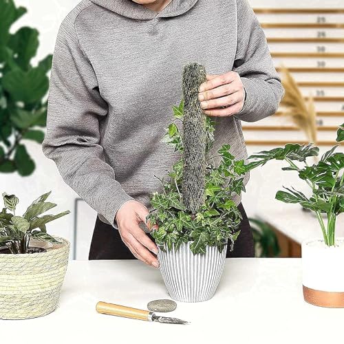 Image of IQNEX Plant Support Moss Stick- Green Grass Pole for Plants Support, Support Stick for Money Plant, Climbing Indoor Plants (3ft, Set-4)