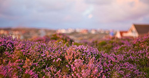 100 Scotch True Heather Shrub Scot's Purple Pink Flower Calluna Vulgaris Seeds #TOP1