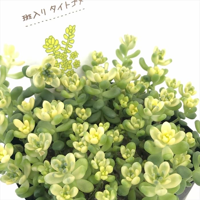 Amazon｜多肉植物 seセダム 斑入りタイトゴメ 多肉植物 セダム 9cm