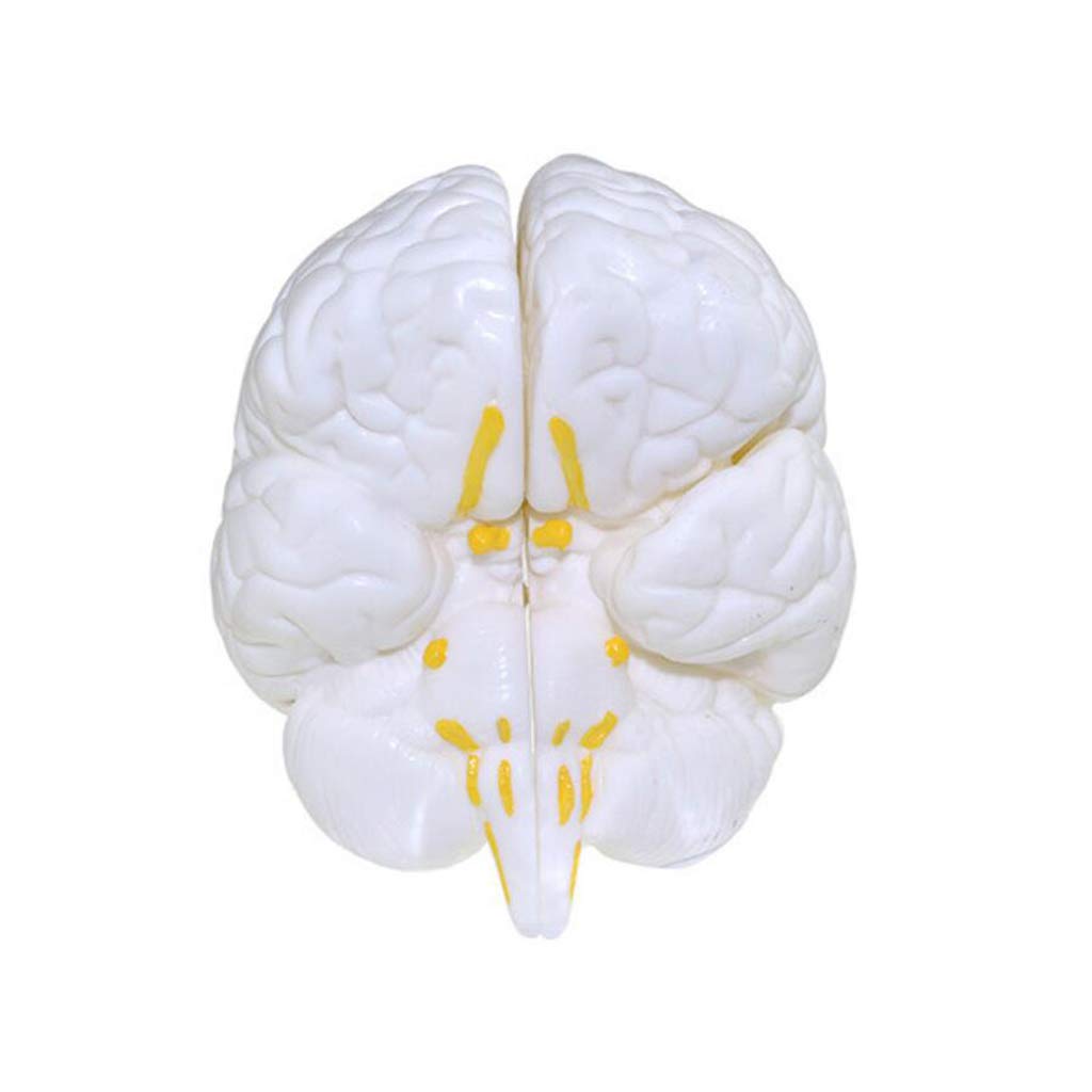 sjdoPulse Human Brain Anatomical Model - Medical Anatomical Brain Model - Human Brain Structure Anatomy Model - for Study Display Teaching Medical Model,A