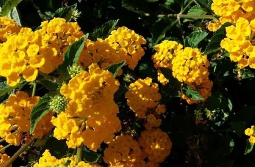 4 Plants.Lantana'Gold Mound'; Golden Yellow; Flowering Plant Bush Live Potted