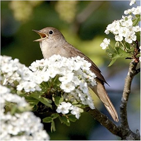 Nightingale bird greeting card with sound. Great gift for birdwatchers Cover