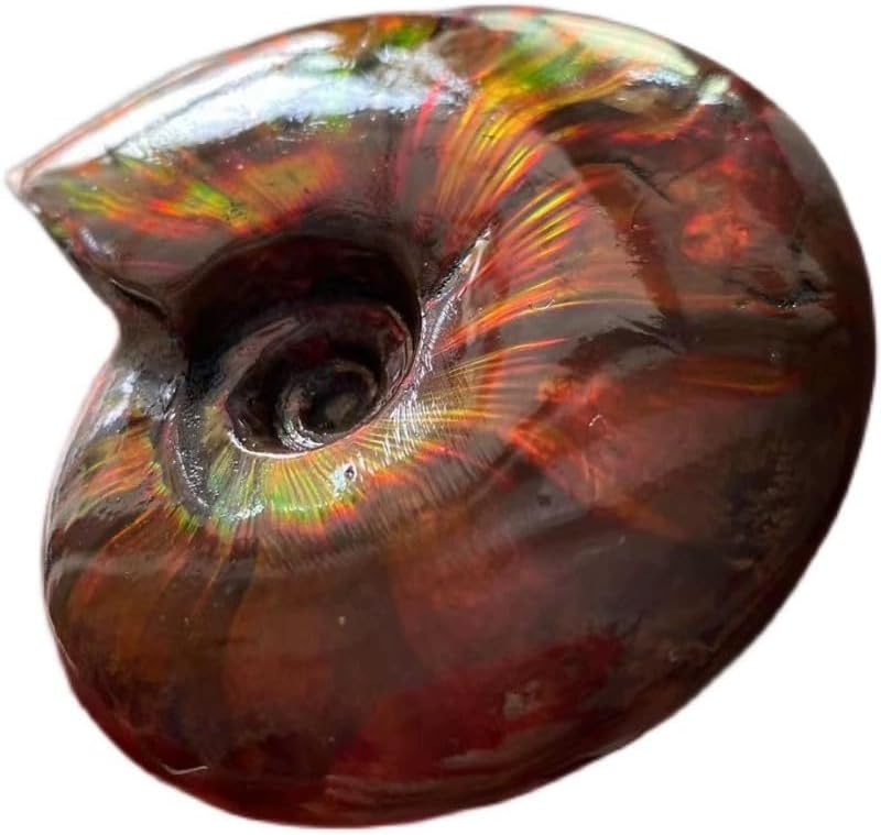 Miniatura 2 de Caracola de amonita arcoíris Cleoniceras Iridesce Amonita Fósiles de amolita fósiles de Madagascar Fidelity Color Natural Piedra preciosa para