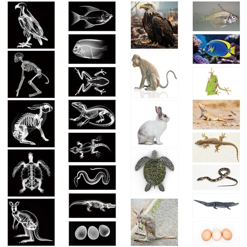 Saypacck 13 Pcs Animal X-Ray Set with 13 Pcs Animals Flash Cards Educational Science Kits