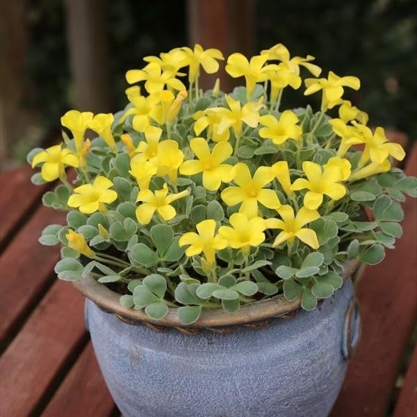 オキザリス　ケンアスレット　ポット苗 Amazon.co.jp: 夏植え球根 オキザリス ケンアスレット 10球