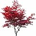 Topf günstig Kaufen-1 Roter Fächerahorn 60-80cm im Topf Ahorn Acer palmatum 'Atropurpureum