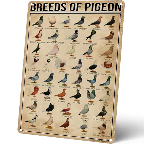 AXHNG Vintage Homely Accents Breeds of Pigeon Educational Encyclopedia Kids Farm Patio Poster Metallo Alluminio Targa 20,3 x 30,5 cm Decorazione da Parete AXHNG Vintage Homely Accents Breeds of Pigeon Educational Encyclopedia Kids Farm Patio Poster Metallo Alluminio Targa 20,3 x 30,5 cm Decorazione da Parete