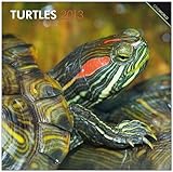  Turtles 2013 - Schildkröten - Original BrownTrout-Kalender (Wall-Kalender)