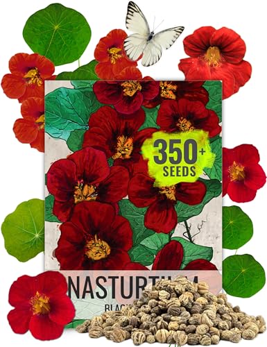 Seed Needs Nasturtium Seeds Black Velvet Variety | 350+ Seeds Tropaeolum Minus Annual Flower Seed | Edible Flowers Deep Red Color Prolific Blooms | Nasturtiums Flowering Seed Garden Favorite | Bulk