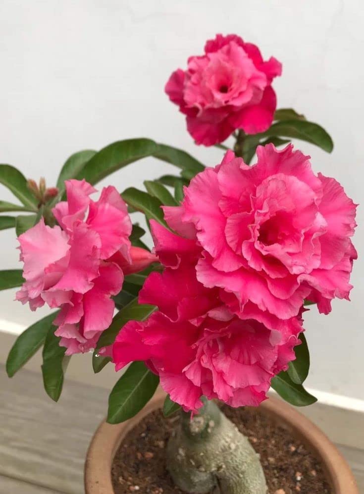See full amazon price history chart for Greenery Nursery Adenium (Grafted) bonsai Plant Pack Of 5) Greenery Nursery Adenium (Grafted) bonsai Plant Pack Of 5) (B0BG6CNB74) Amazon Price History, Amazon Price Tracker