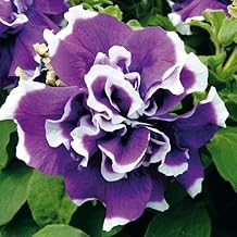 Radha Krishna Agriculture® Petunia Double Imported Flower Seeds for Home and Gardening Pack 50 to 60 seeds (DARK PURPLE SHADE)