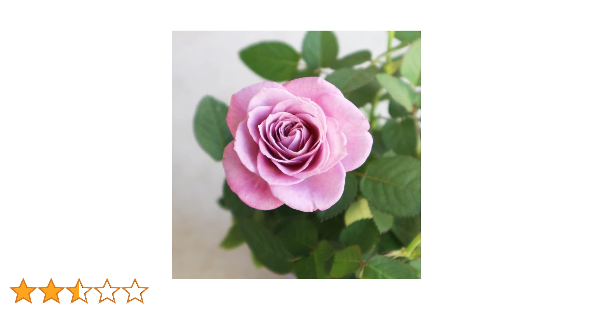 Blue薔薇様のorderのお品です。 Blue薔薇様のorderのお品です。 楽天市場】バラ 花束 【本数が選べる
