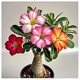Rosa del desierto rizoma: Adenium obesum Tubérculos resistentes - Rosa del desierto resistente al invierno - Fácil de cultiva-5Rizoma-D
