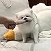 APGLSXY Fun Swaying Snake Plush Toy for Small Dogs and Cats with Catnips and PP Cotton 36cm Pet Plaything
