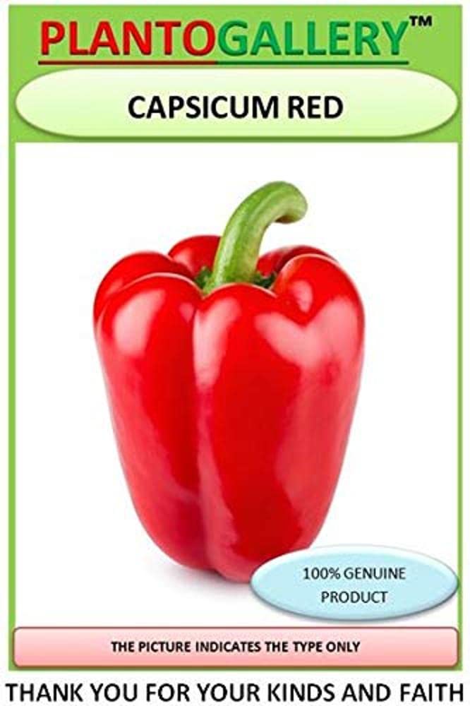 Plantogallery® Vegetable seeds | capsicum Red Seeds Hybrid Bell Pepper Seeds| Pack of 40 – 50 Seeds each (B0868RWWJS) Amazon Price History, Amazon Price Tracker