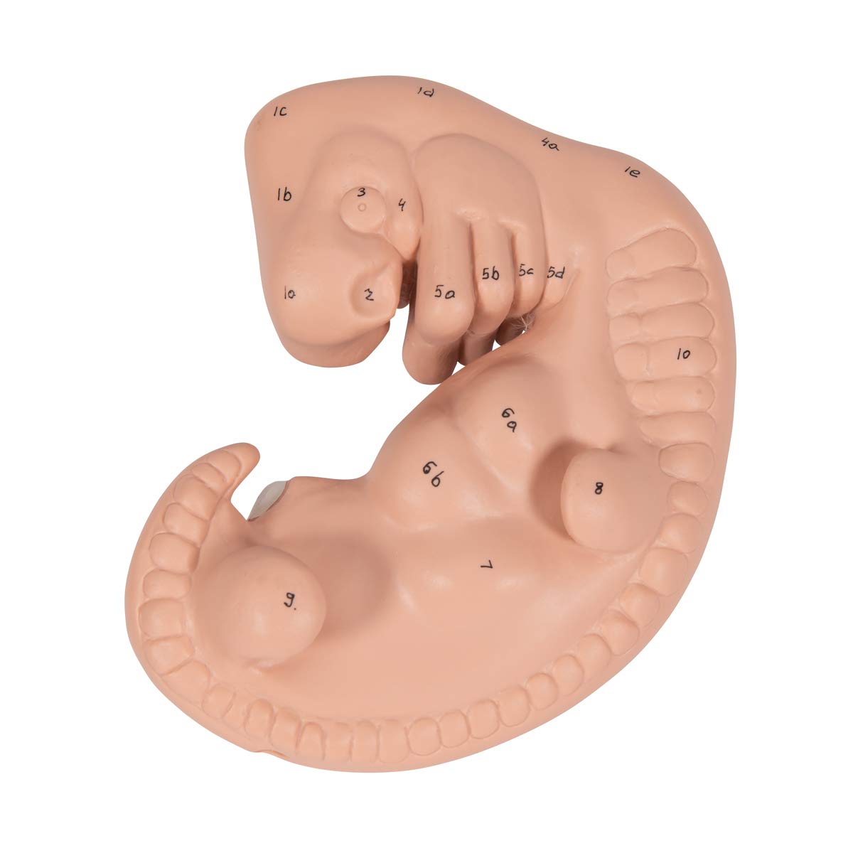 3B Scientific L15 Modelo de anatomía humana Embrión, 25 Veces + App de anatomía gratuita - 3B Smart Anatomy