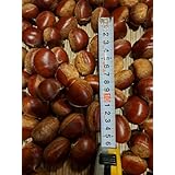 農薬不使用 段ボール 約900グラム 秋の味覚 栗