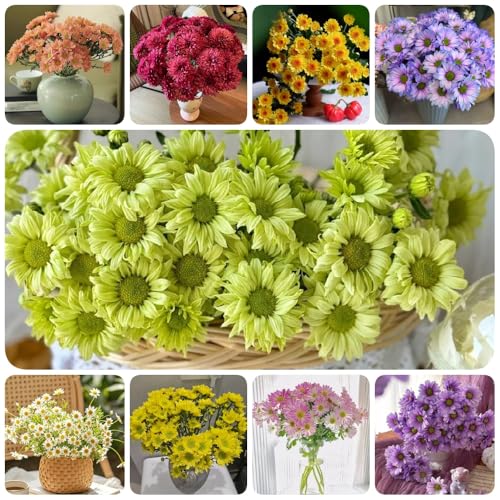 Semillas de margaritas, productos sostenibles semillas de variedades antiguas semillas de raras decoración de jardín de rocas 700pcs