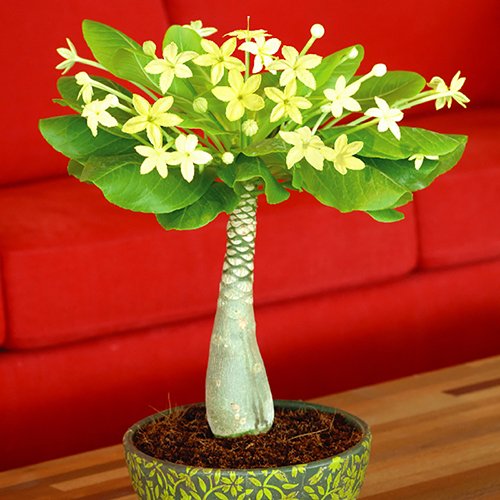 Brighamia Insignis - 'The Hawaiian Palm'