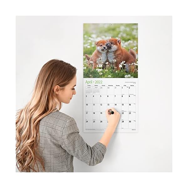 RED EMBER Shiba Inus Wandkalender 2022, zum Aufhängen, 30,5 x 61 cm, geöffnetes dickes und stabiles Papier, Geschenk… – Bild 6