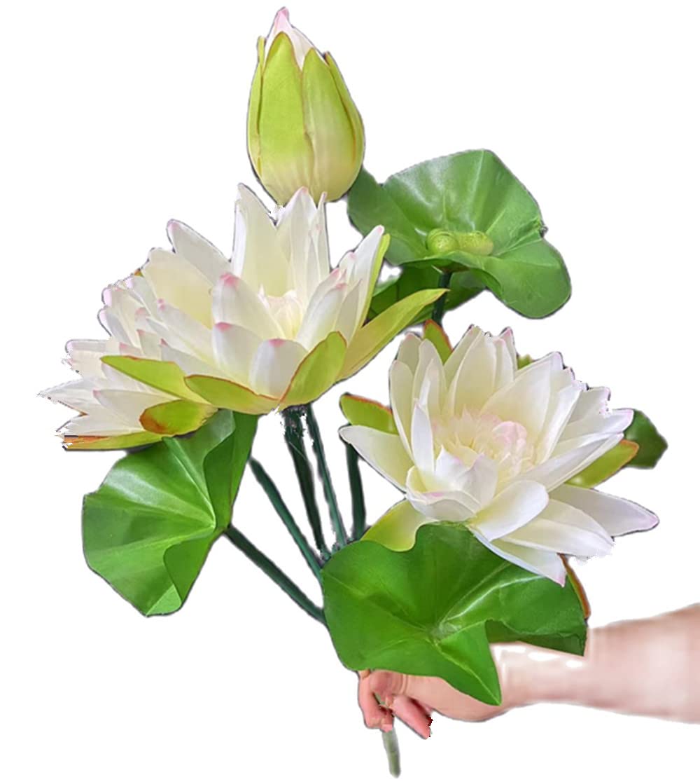 chinse money plant Chinese Money Plant  Green Acres Nursery & Supply