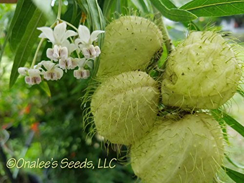 Onalee's Seeds Butterfly Milk Weed Balloon Plant, Butterfly Garden, Butterfly Weed, Hairy Balls, Fur Balls, Cotton-Bush, Oscar, Giant Swan Milkweed, Asclepias Physoca (24+ Seeds) Usa #TOP2
