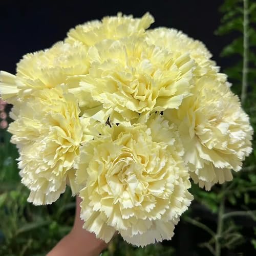 semillas de clavel - abejas rocas resistentes primavera 50pcs