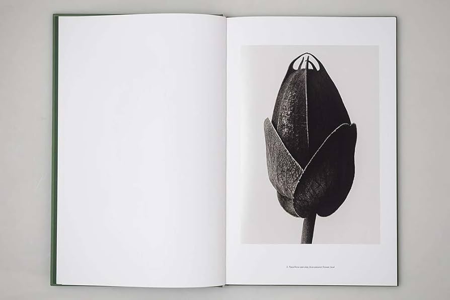 アート・デザイン・音楽 90s Karl Blossfeldt art book 90s Karl Blossfeldt art book