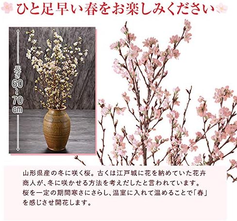 Amazon 花のギフト社 桜 さくらの花 正月桜 桜の花 花束 サクラ 桜のお花 さくらのお花 12本 花束 オンライン通販