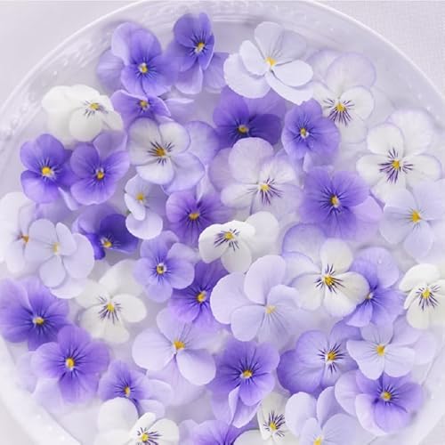 【増量中たっぷり40輪】　ビオラ　カラーミックス　食べられるお花　誕生日　おうち花見　華やかに　飾るだけ　ケーキ　デザート　サラダ　ヴィーガン　エシカル　エディブルフラワー　トッピング　【IZUMI YAMASAKI -Organic Edible Flower-】 (ライトブルー)