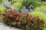 GRDplanten