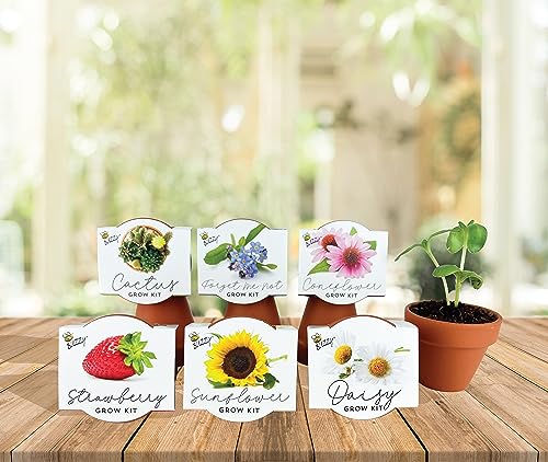BUZZY Seeds Terracotta Mini Grow Pots | Herb, Plant, Flower Starter Kit for Kids & Adults | Assorted 6-Pack, Classic Collection | Guaranteed to Grow | Best Indoor Grow Your Own Plant Gardening Gift