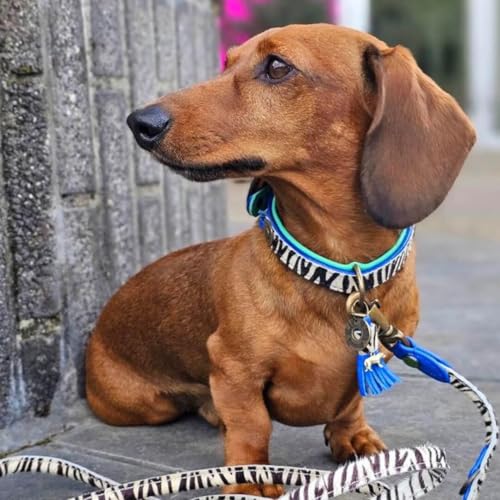 DWAM Dog with a Mission - Hundehalsband - Verstellbar - Weichem Leder – Tierdruck - Zebra – M – Leder – Halsumfang zwischen 32–39 x 2,5 cm – Dandy