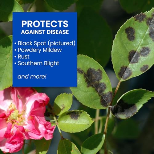 Image of BioAdvanced All-In-One Rose and Flower Care Concentrate - Plant Food - Prevents Pests and Diseases - Up to 6 Weeks Protection - 64 oz Bottle