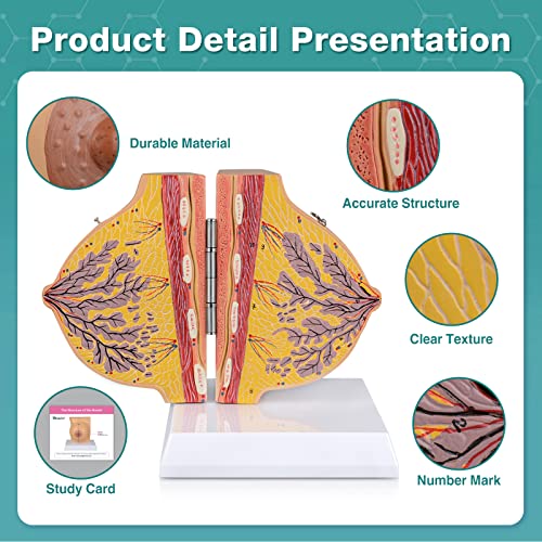 Image of Non-lactating Breast Model - Breast Sagittal Section Anatomical Display Model, Human Breast Anatomy Model, Ideal Scientific Education Tool, Suitable for Doctor Nurse Gift and Medical Training Learning