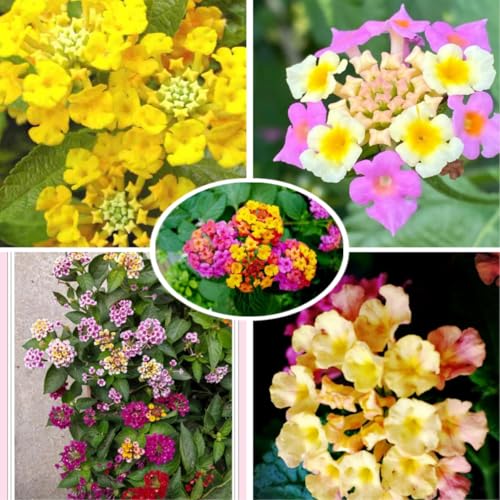 Lantana Camara Seeds 199pcs, Evergreen Shrub Multicolor Blooming, High Germination, Easy...