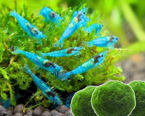 Garnelen 15x Neocaridina Set + 3X Mooskugel - Farbige Ziergarnelen für Leitungswasser - Pflegeleicht & vermehrungsfreudig - Mit Cladophora Algenkugeln als Filter & Versteck im Aquarium