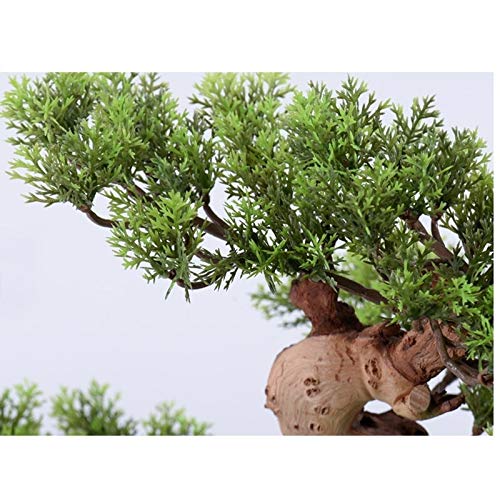 pflanztopf für palmen Areca Palme Betelpalme Ø19cm 85cm Blumentopf Pflanztopf kaufen main image 1