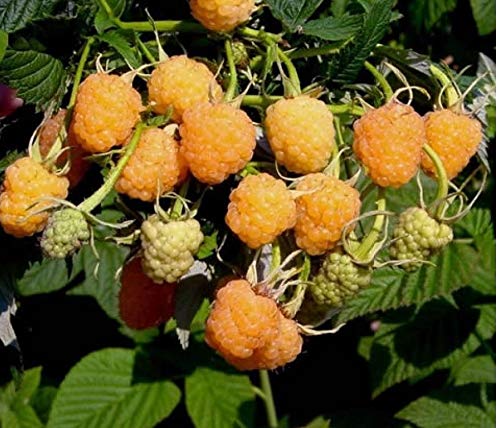 Raspberry Fallgold Plant in a 12cm Pot (1 Cane)