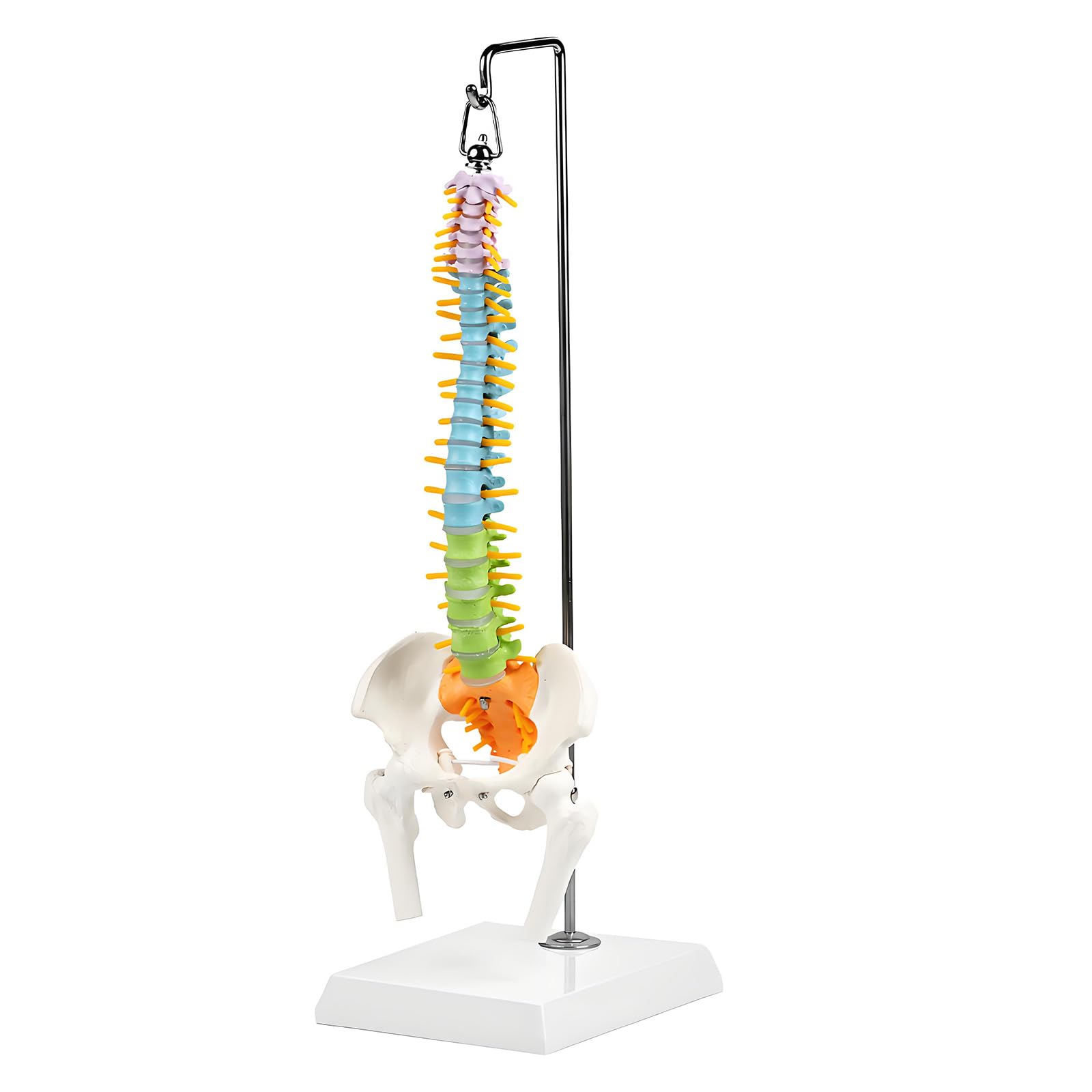 Modelo de columna cervical y médula espinal ampliada para estudio médico 7
