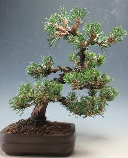 Amazon｜ミニ盆栽 八房 寿黒松（千寿丸）【現品】（10003995）｜観葉