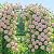 87" x 60" Heavy Duty Metal Garden Arbor Arch Trellis – Weather-Resistant Black Decorative Outdoor Archway for Weddings, Climbing Plants, Patio, Lawn, Backyard & Pathways