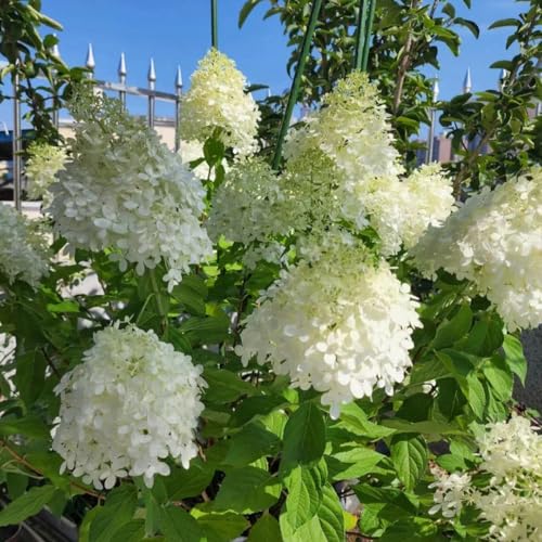 ortensia paniculata balcone primavera perenne resistente ufficio giardino semi selvatico Ortensia riverdimento 150pcs