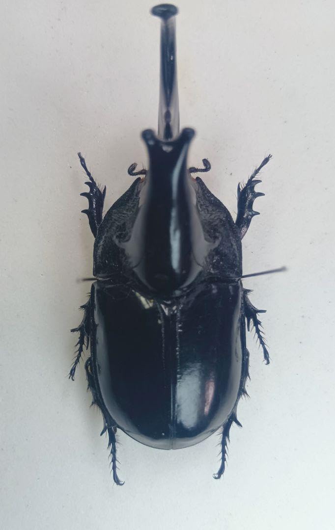 ※ オオツノメンガタカブト野外標本