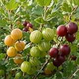 DUTCH BULBS EXCLUSIVE PLANTS FROM HOLLAND