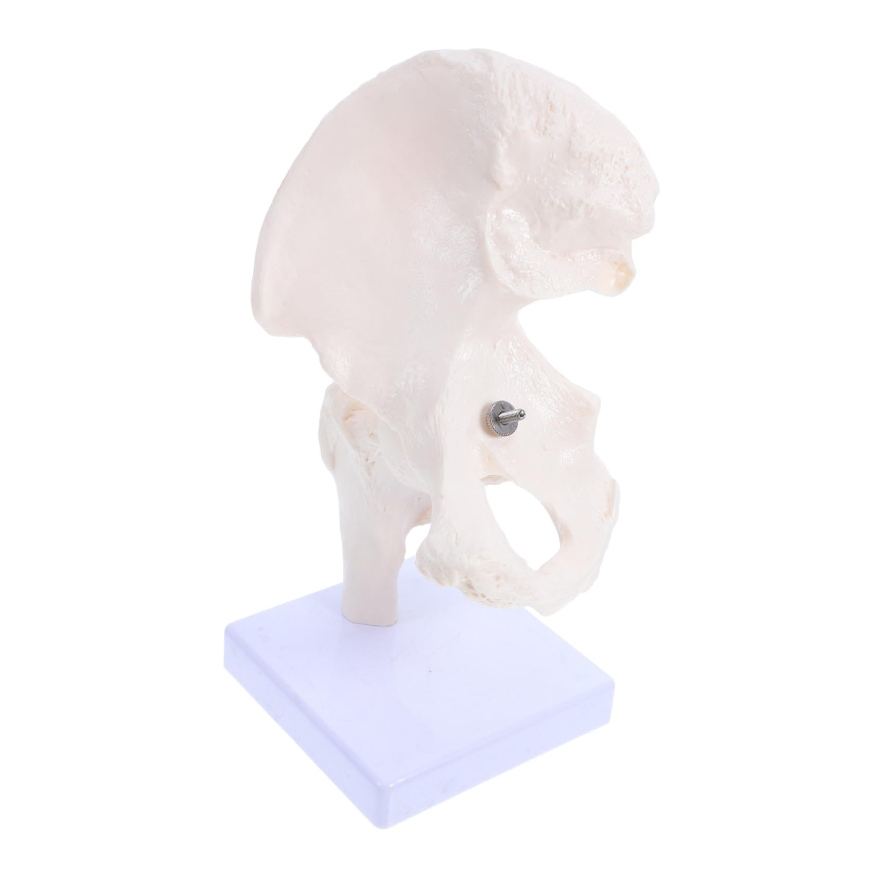 PRETYZOOM Modello Scheletro Umano Anatomico Struttura Scheletrica Giocattolo Modello Didattico per Studio Parte Rimovibile Materiale Durevole